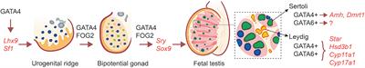 Insights Into the Roles of GATA Factors in Mammalian <mark class="highlighted">Testis Development</mark> and the Control of Fetal Testis Gene Expression